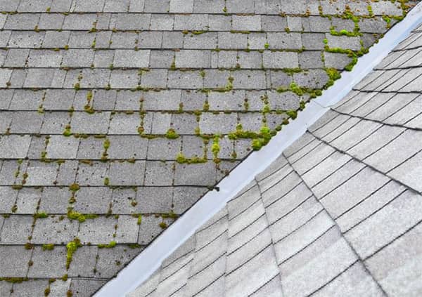 How To Address Moss Growth On Roof Shingles