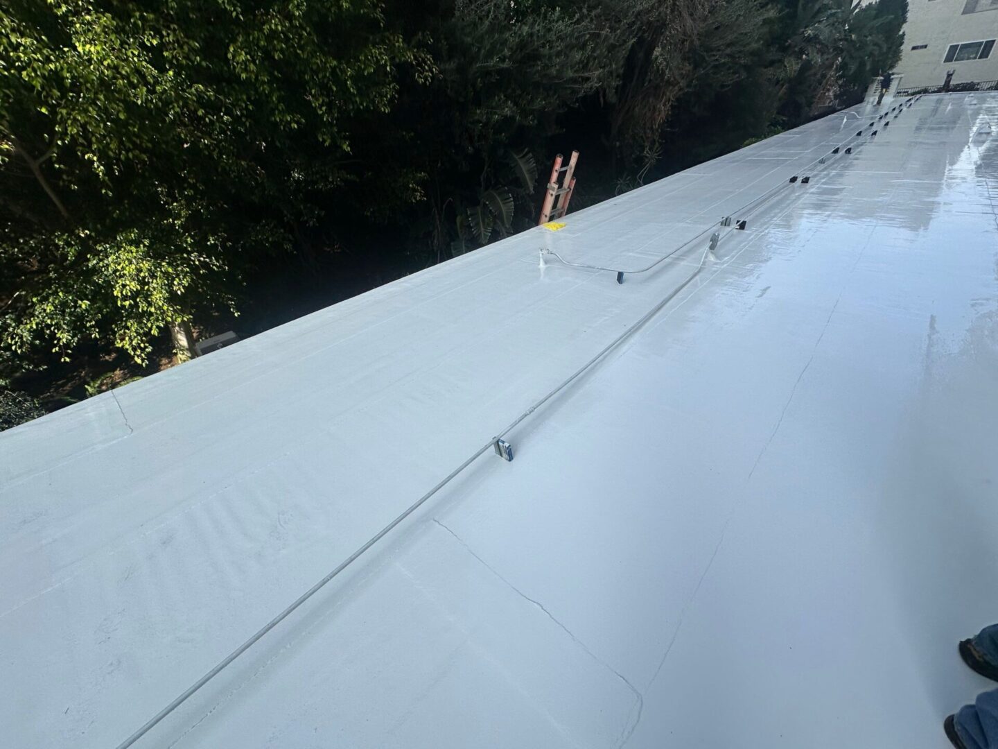 Close-up of a white rooftop with a small puddle of water and surrounding trees.