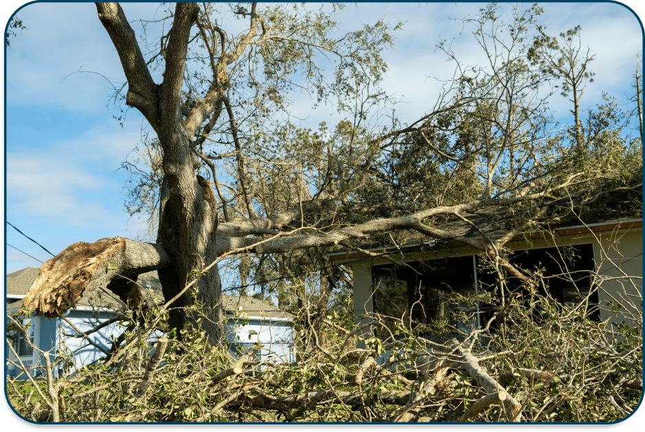 A fallen tree damages a building after a storm.